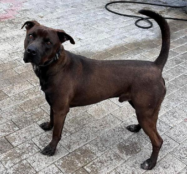 Nigel  Bellissimo Pit  